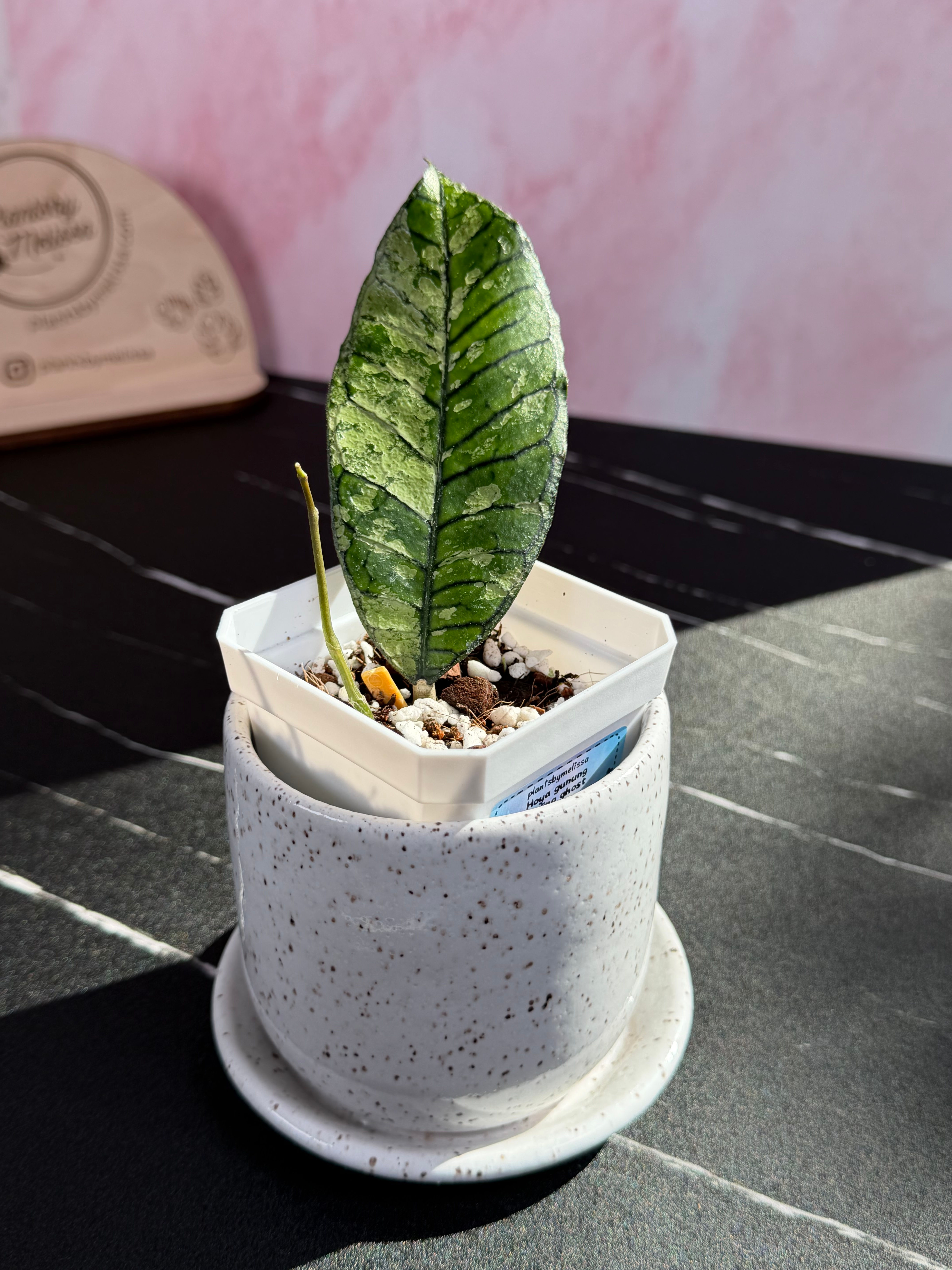 Hoya Gunung Gading Ghost (0032)