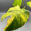 Thumbnail: Monstera Deliciosa Aurea Variegated (84)