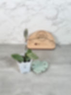 Thumbnail: Hoya Crassipetiolata Splash (75)