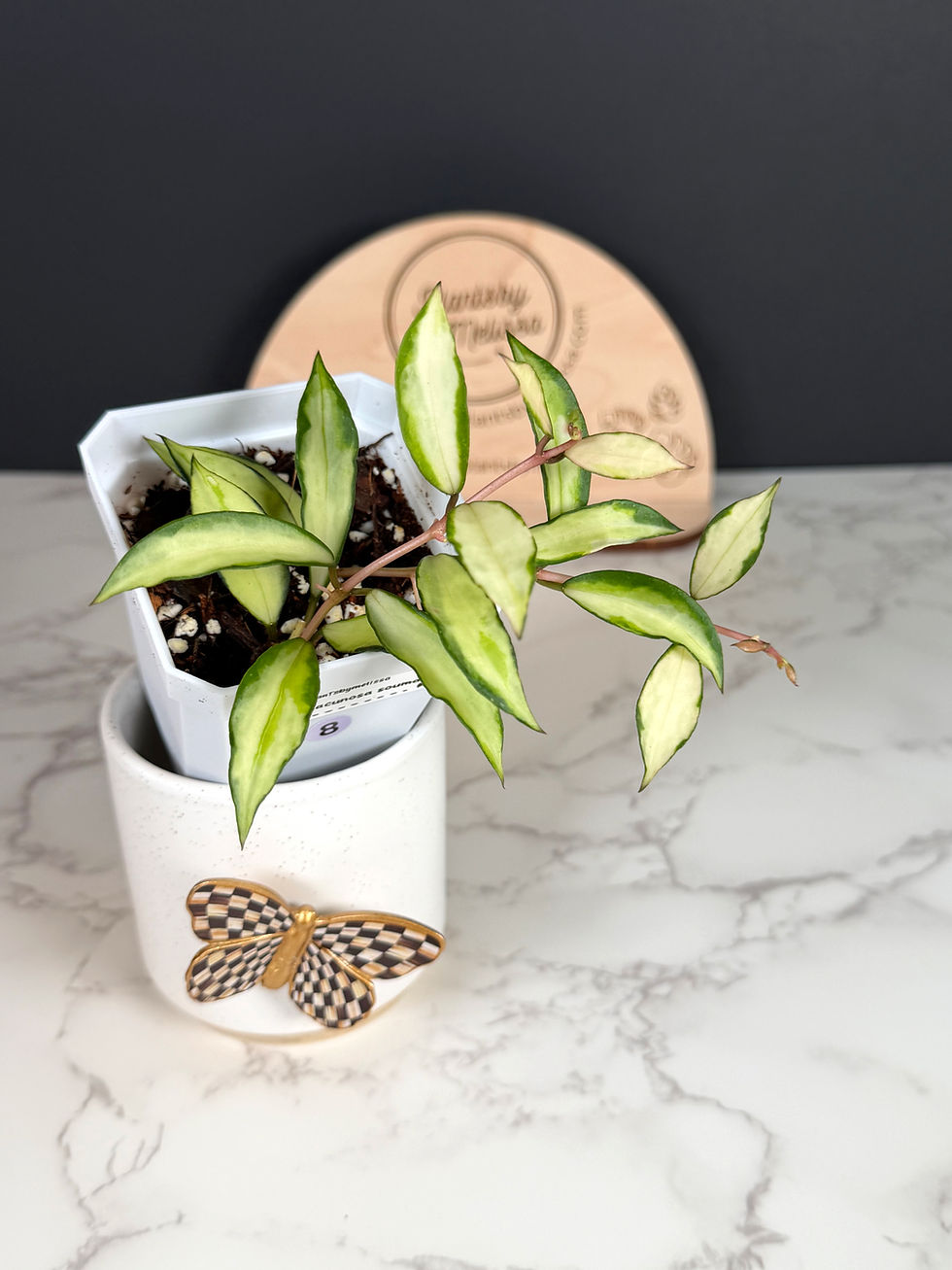Hoya Mathilde 'Grey Fairy' (70) | plantsbymelissa