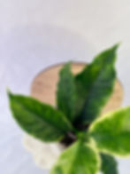 Thumbnail: Hoya Multiflora Variegated (51)