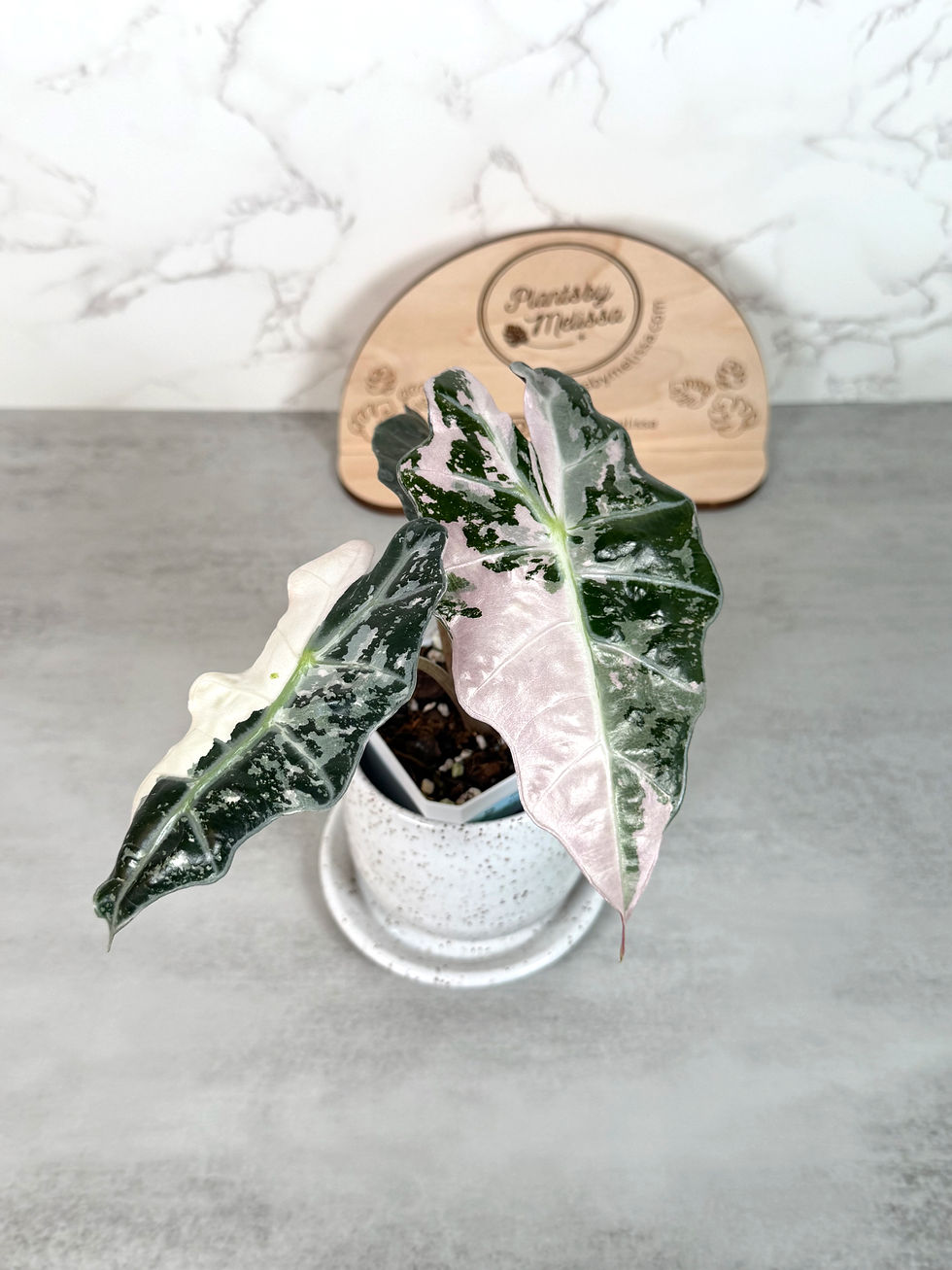 Hoya Mathilde 'Grey Fairy' (33) | plantsbymelissa