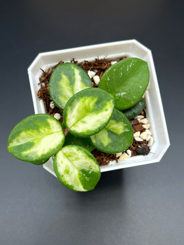 Hoya Mathilde Variegated (42) | plantsbymelissa