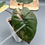 Thumbnail: Alocasia Yucatan Princess Variegated (98)