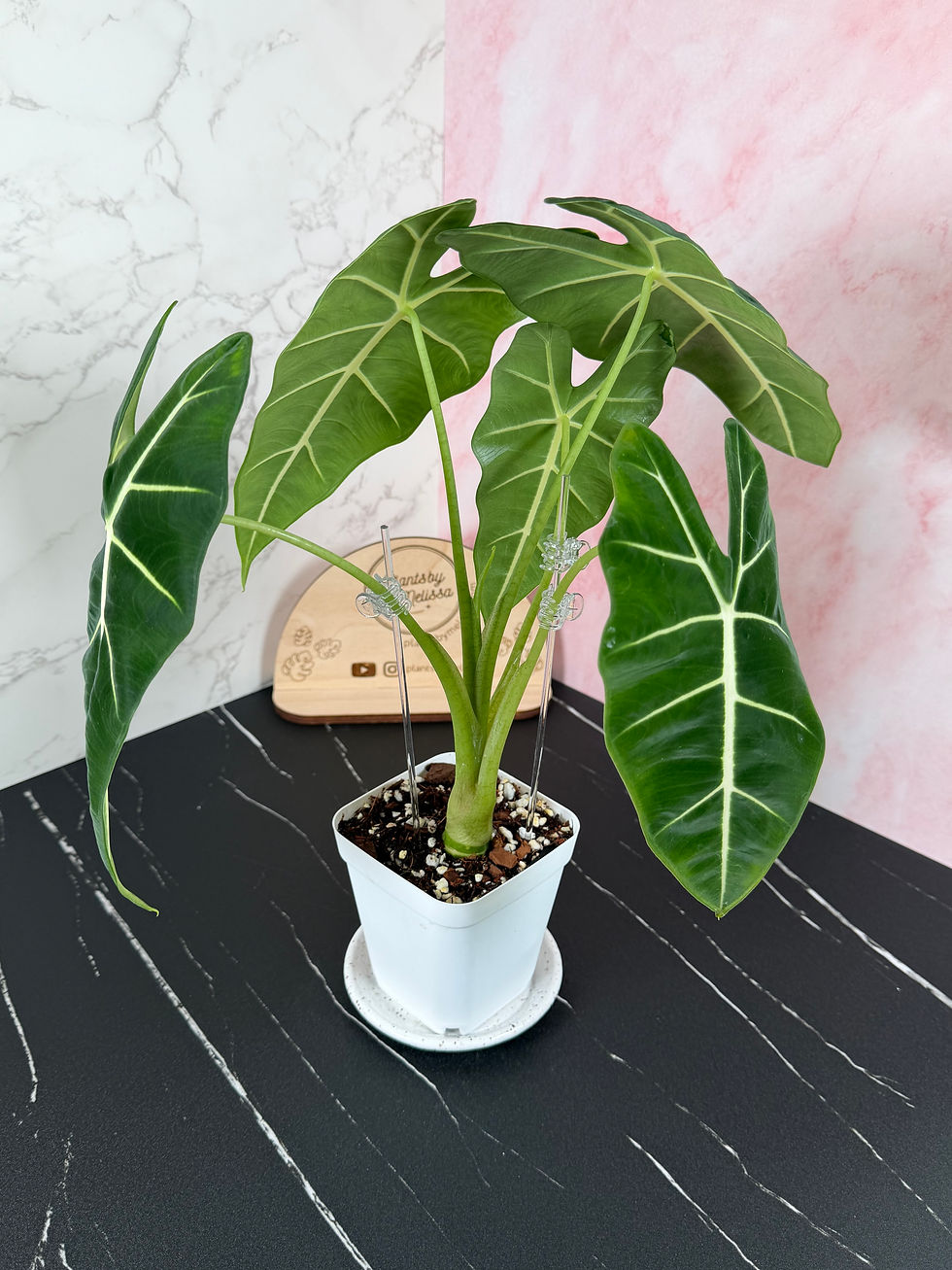Thumbnail: Alocasia Micholitziana (Mother Size with Corms) CG (0010)