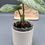 Thumbnail: Philodendron Sodiroi (43)