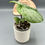 Thumbnail: Philodendron Sodiroi (76)
