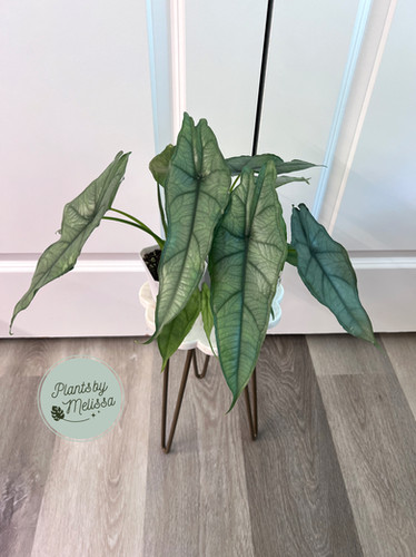 GROWER'S CHOICE - Alocasia Heterophylla 