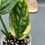 Thumbnail: Monstera Peru Variegated (75)