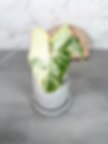 Syngonium White Butterfly Albo Variegated (50)