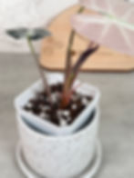 Thumbnail: Alocasia Bambino Pink Variegated - Rhizome Cutting (61)