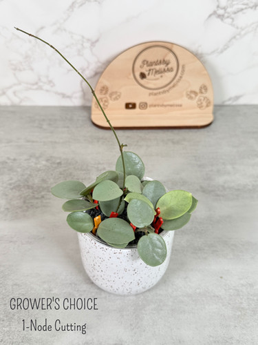 GROWER'S CHOICE Hoya Mathilde 'Grey Fairy' 1-Node Cutting
