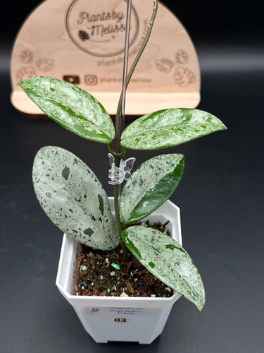 Hoya Carnosa Wilbur Graves (83) | plantsbymelissa
