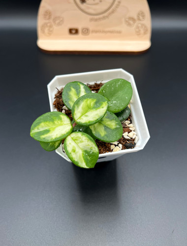 Hoya Mathilde Variegated (42) | plantsbymelissa