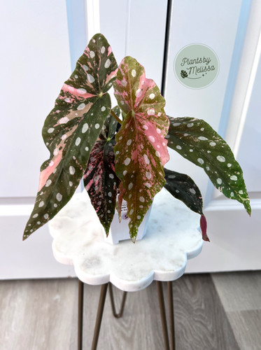 サ*い様 lsw108Maculata Pink Varベゴニア マクラータ ピ Begonia Maculata Pink Variegated (9) | plantsbymelissa