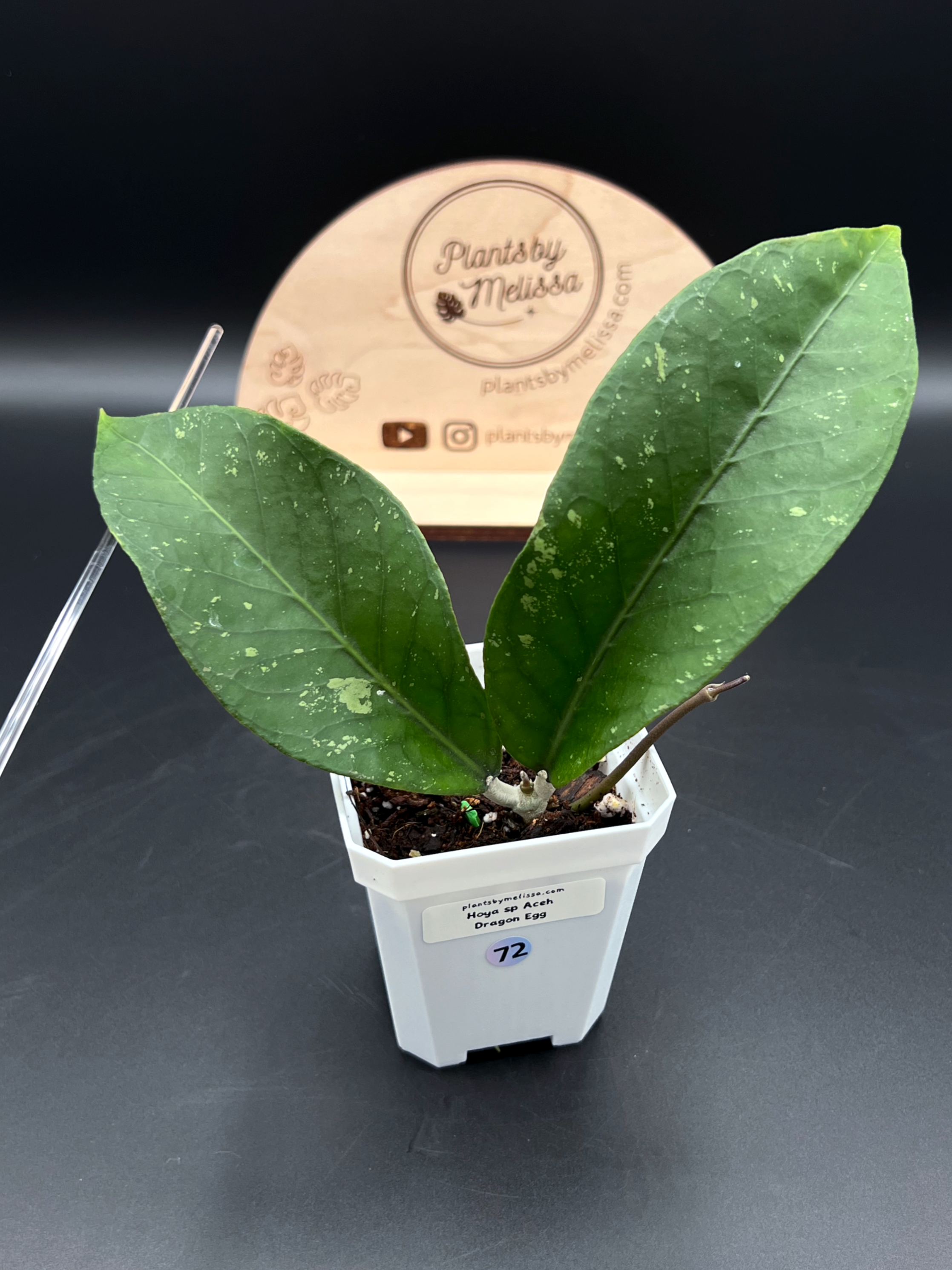 Hoya sp. Aceh Dragon Egg (72)