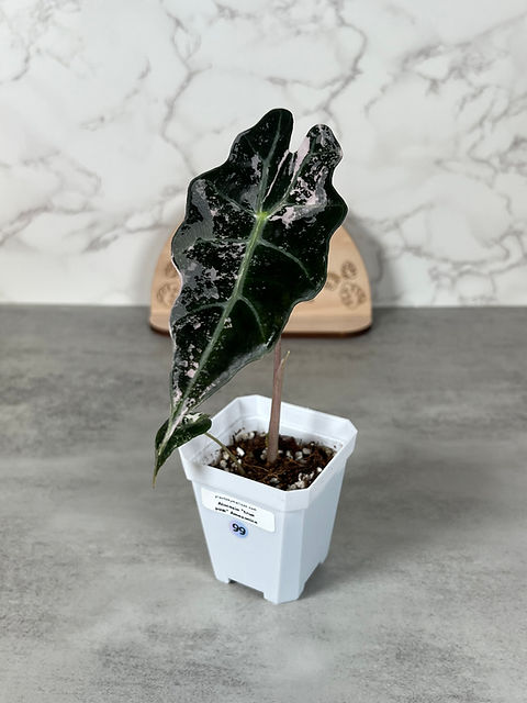 Alocasia True Pink Amazonica - Corm Grown (99) | plantsbymelissa