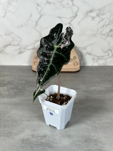 Alocasia True Pink Amazonica - Corm Grown (99) | plantsbymelissa