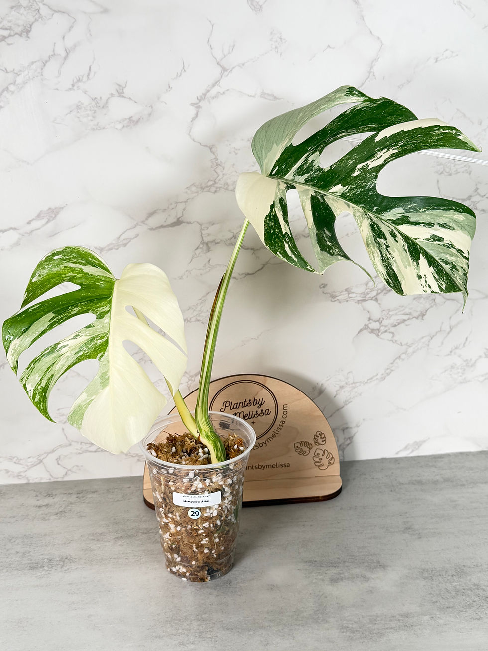Thumbnail: Monstera Albo Rooted Top Cutting (29)