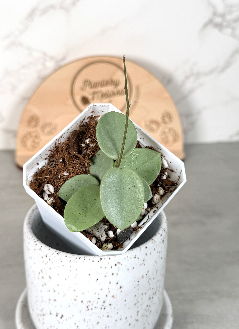 Thumbnail: Hoya Mathilde 'Grey Fairy' (33)