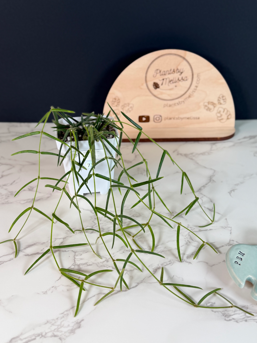 Thumbnail: Hoya Linearis (73)