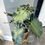 Thumbnail: Alocasia Venom (14)
