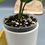 Thumbnail: Philodendron Sodiroi (76)