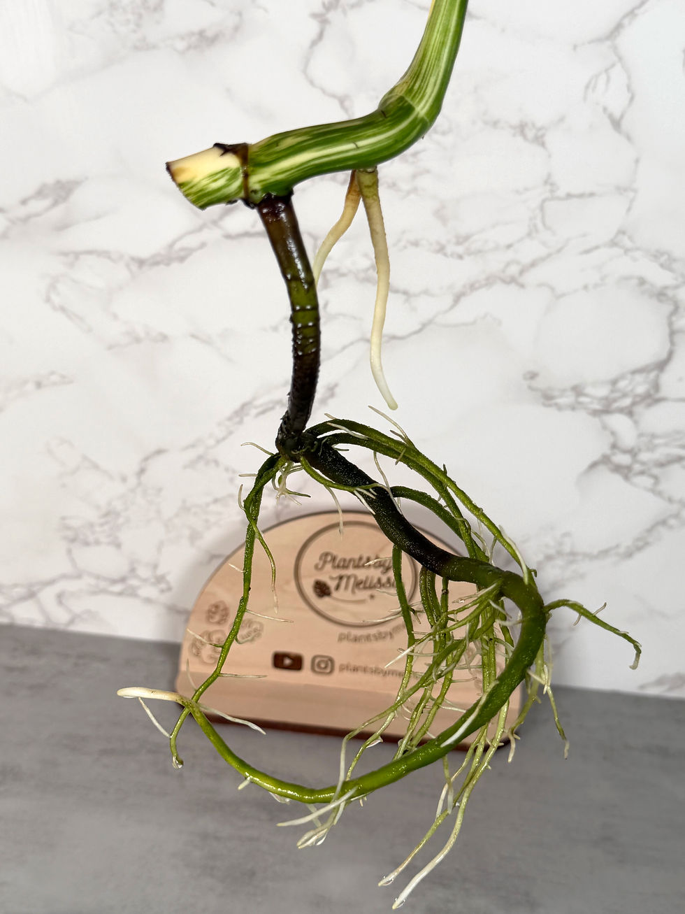 Thumbnail: Monstera Albo Rooted Top Cutting (29)