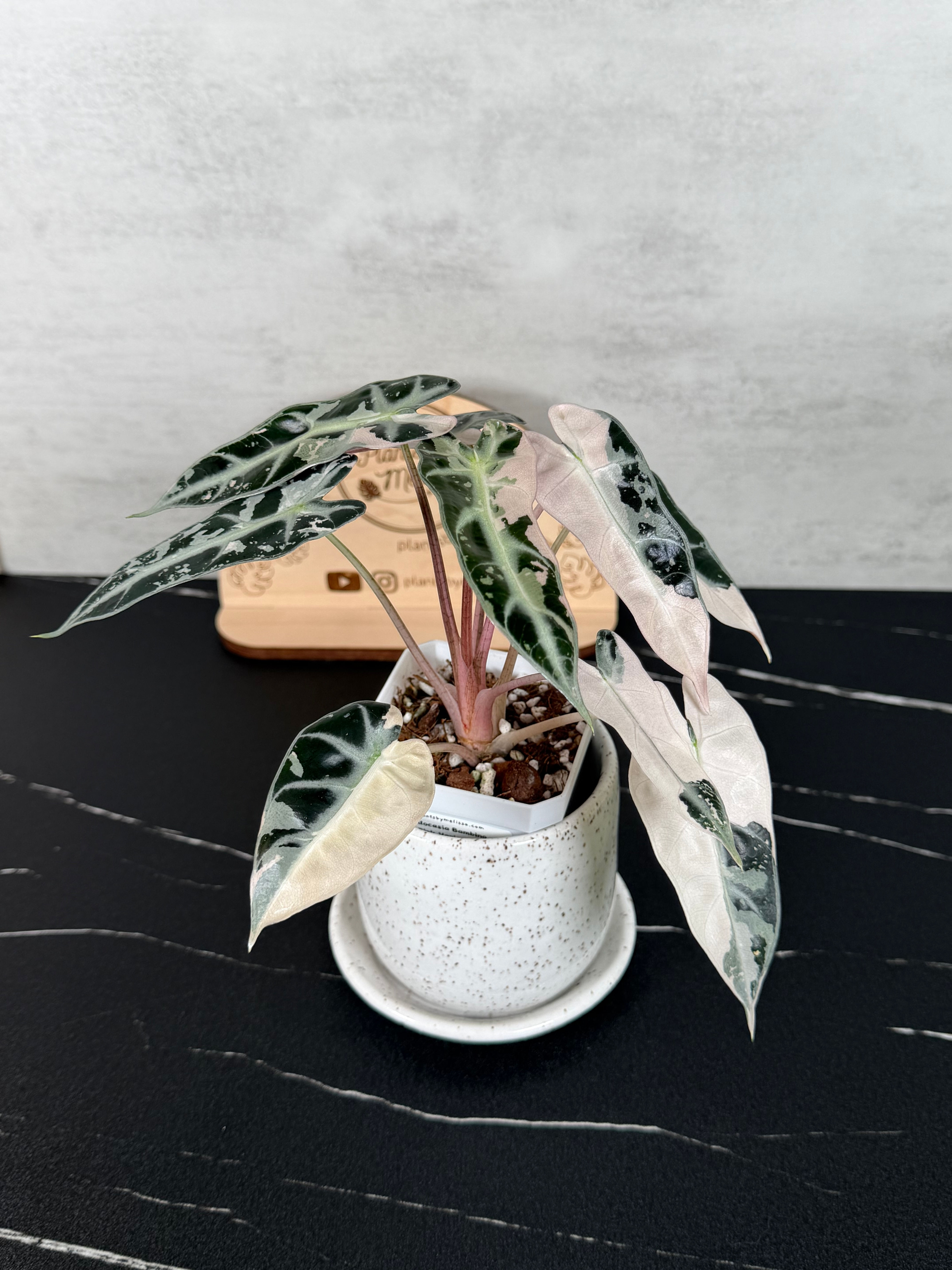 Alocasia Bambino Pink Variegated - Rhizome Cutting (0067)