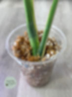 Thumbnail: Monstera Albo Rooting Top Cutting High Variegation (62)