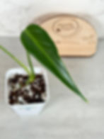 Thumbnail: Monstera Burle Marx Flame (65)