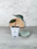 Thumbnail: Alocasia Venom – Corm Grown (19)