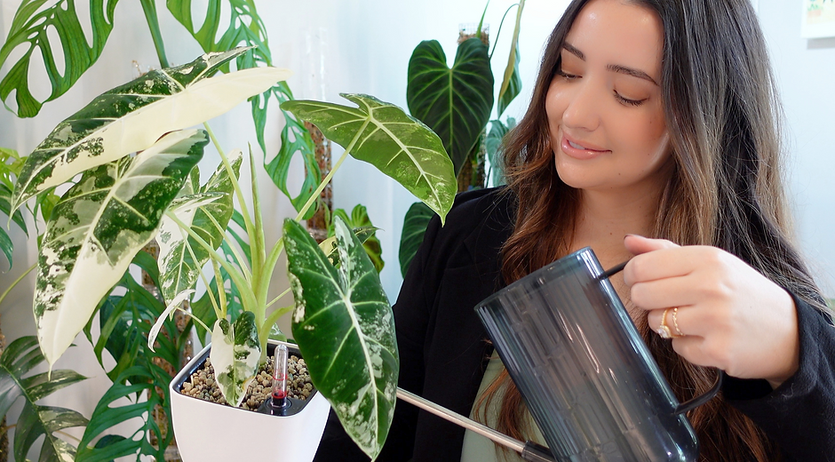 Watering alocasia frydek in semi-hydro