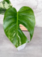 Thumbnail: Monstera Albo Rooted Plant (67)