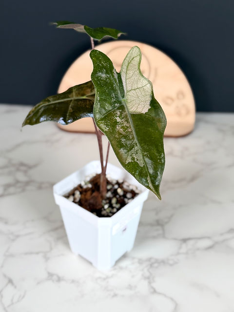 Alocasia Pseudo Sanderiana, Peach/Pink/Aurea - Corm Grown (76) |  plantsbymelissa