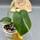Thumbnail: Scindapsus Jade Satin Variegated REVERTED (2)
