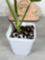 Thumbnail: Monstera Albo Rooted Plant (67)