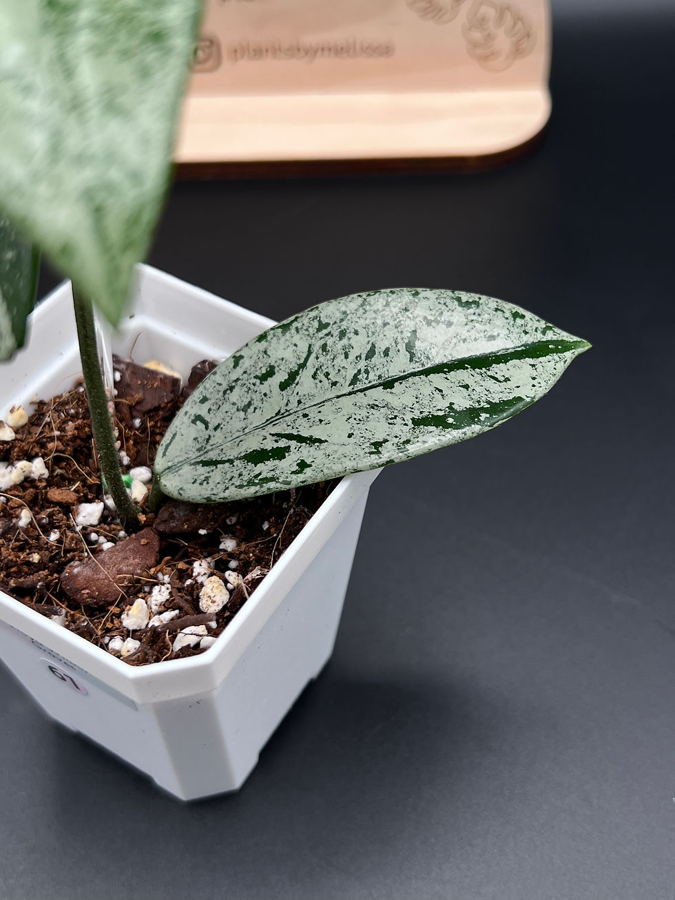 Thumbnail: Hoya Carnosa Wilbur Graves (61)