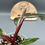 Thumbnail: Philodendron Pink Princess (85)