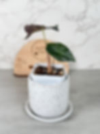 Thumbnail: Alocasia Venom – Corm Grown (19)