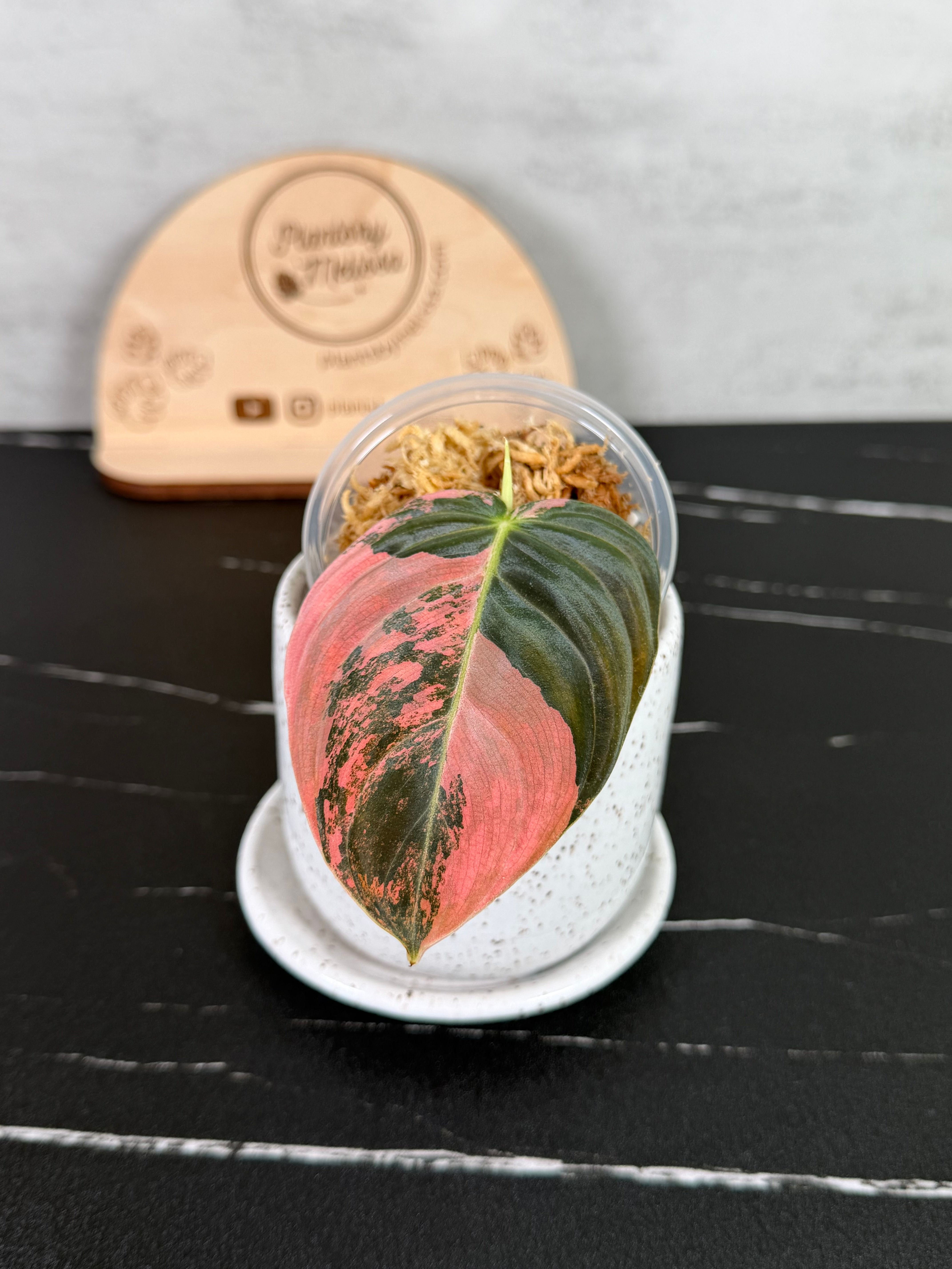 Philodendron Melanochrysum Orange Variegated – Rooted Cutting (0079)