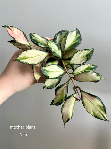 Hoya Nabawanensis Variegated (32) | plantsbymelissa