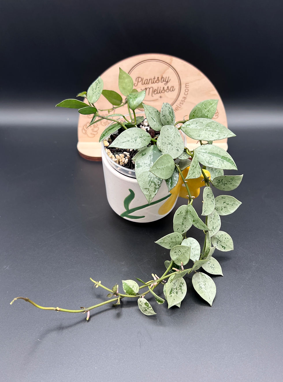 Hoya Nabawanensis Variegated (32) | plantsbymelissa