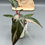 Thumbnail: Philodendron Pink Princess (85)