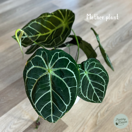 T*a様 中サイズAnthurium dorayaki x magnificum