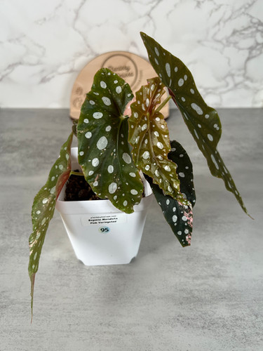 Begonia Maculata Pink Variegated (95) | plantsbymelissa