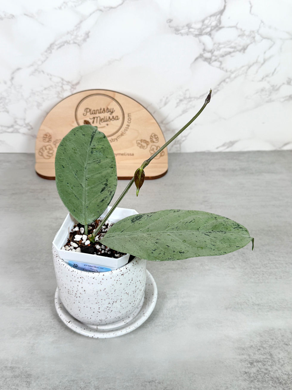 Thumbnail: Hoya Coriacea Silver (59)