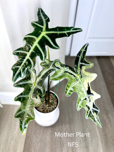 アロカシア ノビリス ピンク“K” ② frome Mason アロカシア ノビリス