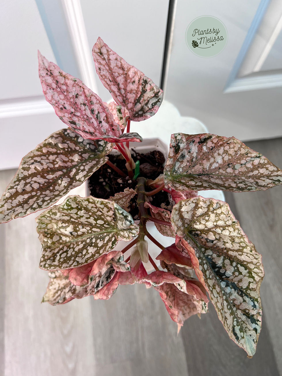 Thumbnail: Begonia Snow Capped Variegated (12)