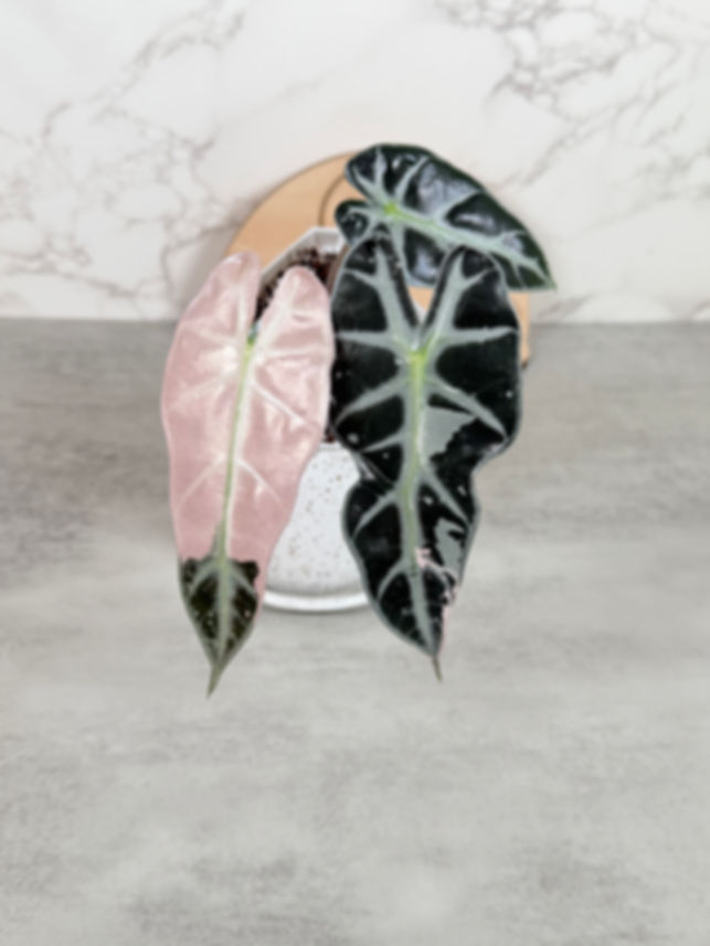 Alocasia Bambino Pink Variegated - Rhizome Cutting (61)
